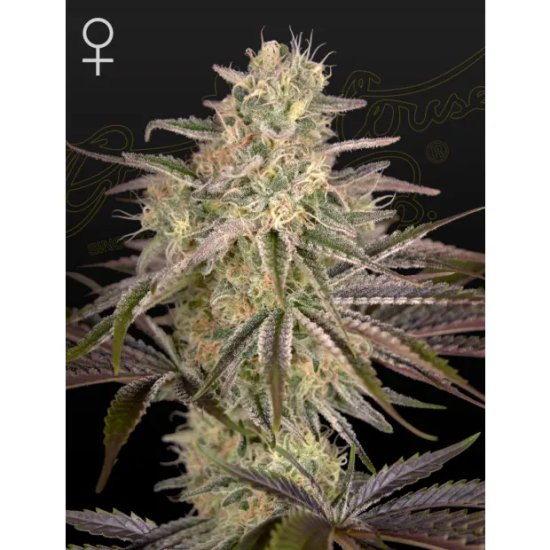 Green House Seeds Cloud Walker - feminised