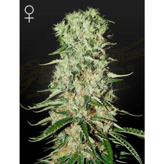 Green House Seeds Damn Sour - feminised