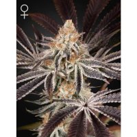 Green House Seeds Dark Phoenix - feminised