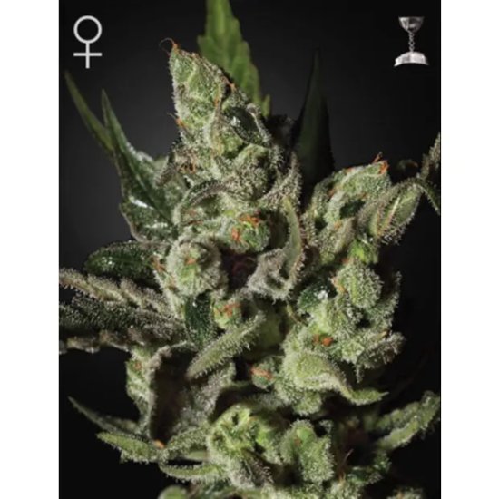 Green House Seeds Exodus Cheese - feminised