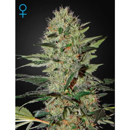 Green House Seeds Exodus Cheese Auto - feminised