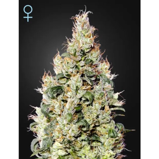 Green House Seeds Exodus Cheese Auto CBD - feminised