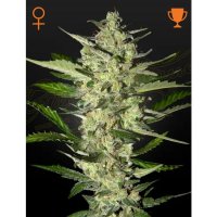 Green House Seeds Flowerbomb Kush - feminised