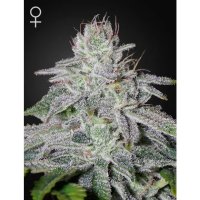 Green House Seeds Franco's Lemon Cheese - feminised