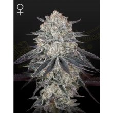 Green House Seeds Fullgas - feminised