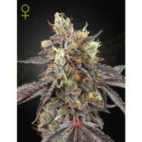 Green House Seeds Gelato 41 X Gelato 41 Auto - feminised