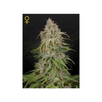 Green House Seeds GH Amnesia - feminised