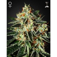 Green House Seeds GH Cheese - feminised