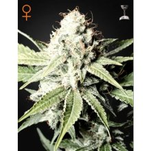 Green House Seeds Great White Shark - feminised