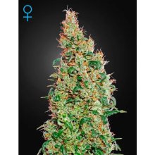 Green House Seeds Green-O-Matic Auto - feminised