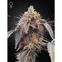 Green House Seeds Guava X Gelato 41 Auto - feminised