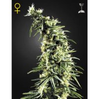 Green House Seeds Hawaiian Snow - feminised