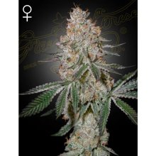 Green House Seeds HighCloudZ - feminised