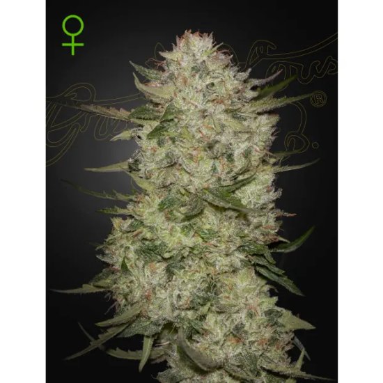 Green House Seeds Highcloudz Auto - feminised