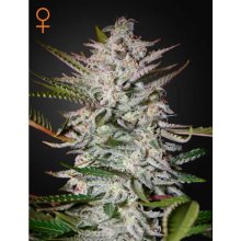 Green House Seeds Holy Punch - feminised