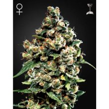 Green House Seeds Jack Herer - feminised