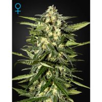 Green House Seeds Jack Herer Auto - feminised