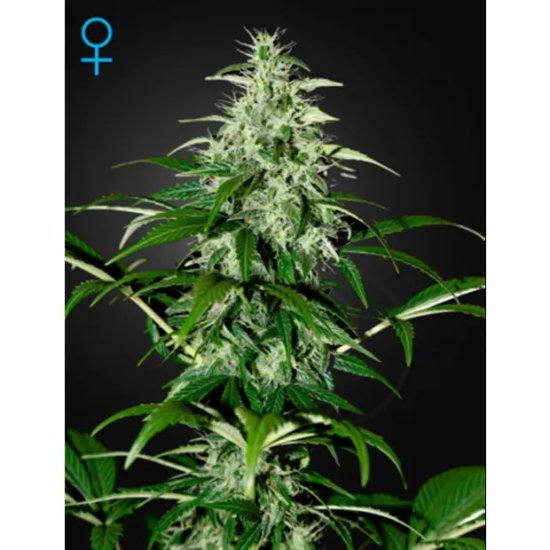 Green House Seeds Kalashnikova Auto - feminised