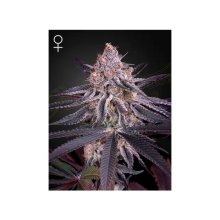 Green House Seeds King's Juice - feminised