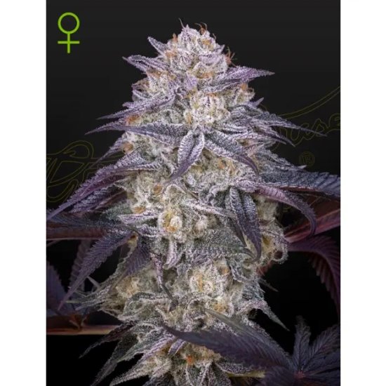 Green House Seeds King's Juice Auto - feminised