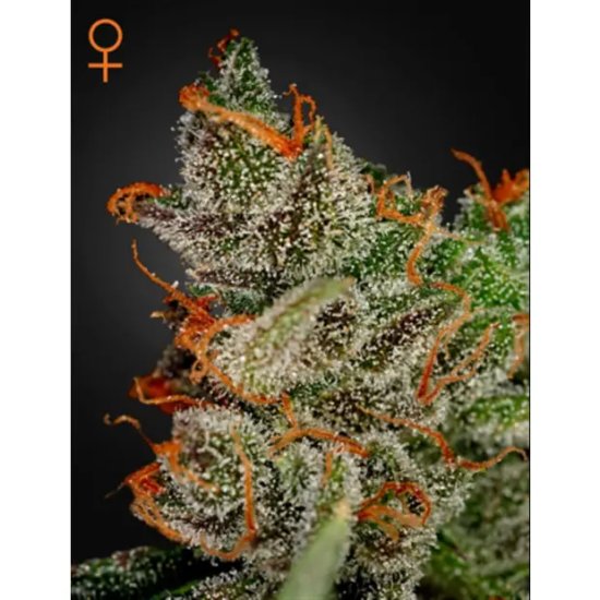 Green House Seeds King's Kush - feminised