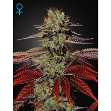 Green House Seeds King's Kush Auto - feminised