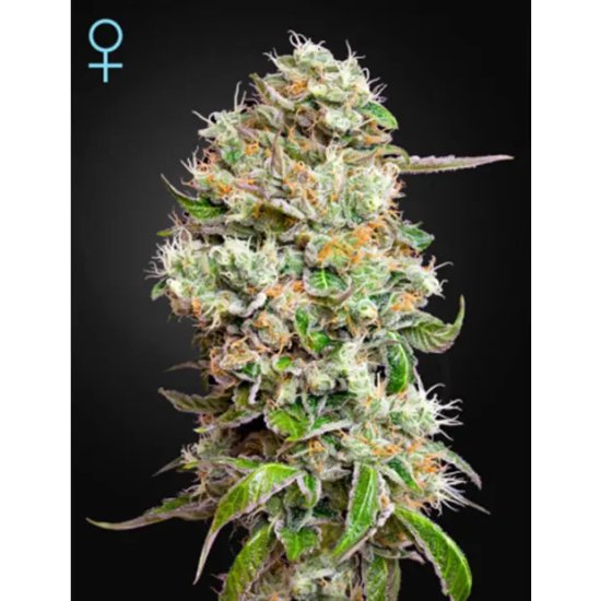 Green House Seeds King's Kush Auto CBD - feminised