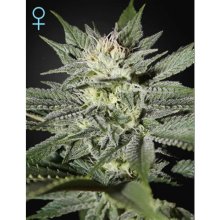 Green House Seeds King's Kush CBD - feminised