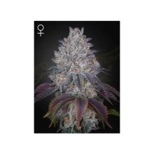 Green House Seeds King's Tart - feminised