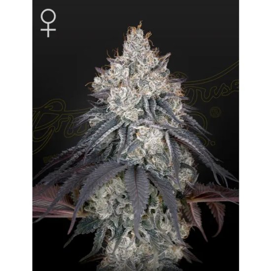 Green House Seeds Lemon Orange - feminised