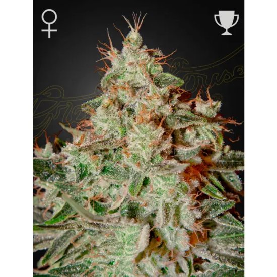 Green House Seeds Lemon Skunk - feminised