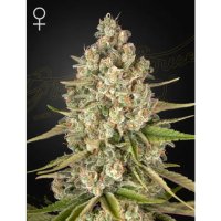 Green House Seeds Lost Pearl - feminised