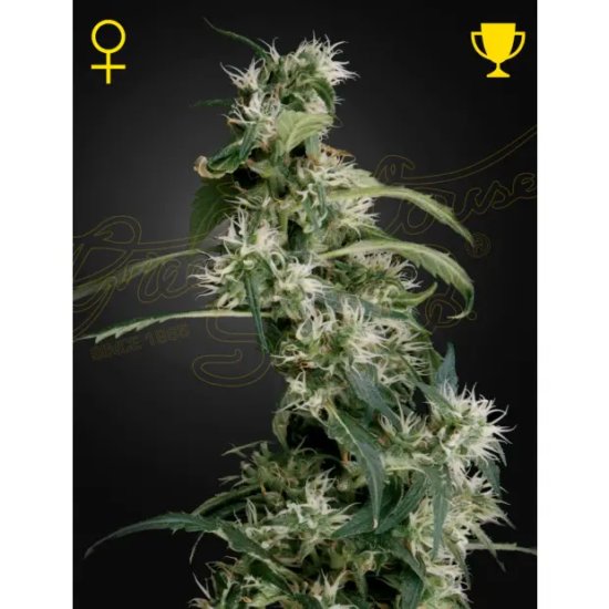 Green House Seeds Mango Haze - feminised