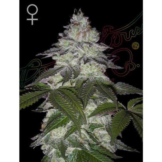 Green House Seeds Milky Dreams - feminised