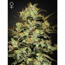 Green House Seeds Moby Dick - feminised