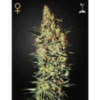 Green House Seeds Neville's Haze - feminised