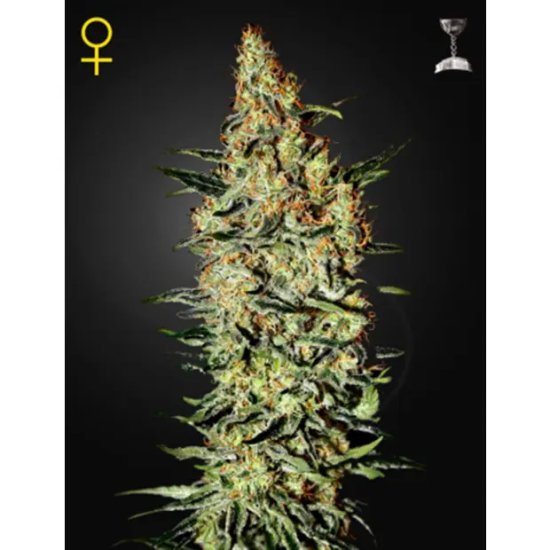 Green House Seeds Neville's Haze - feminised