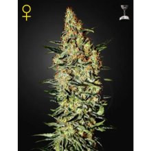 Green House Seeds NL5 Haze Mist - feminised