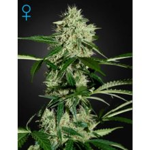 Green House Seeds Northern Lights Auto - feminised