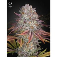 Green House Seeds Pulp Friction - feminised