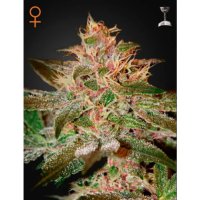 Green House Seeds Pure Kush - feminised