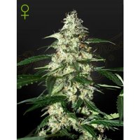 Green House Seeds Skunk Auto - feminised