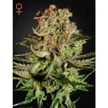 Green House Seeds Super Bud - feminised