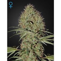 Green House Seeds Super Bud Auto - feminised