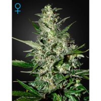 Green House Seeds Super Critical Auto - feminised