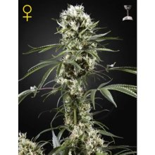 Green House Seeds Super Lemon Haze - feminised