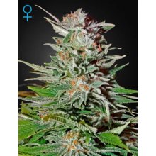 Green House Seeds Super Lemon Haze Auto - feminised