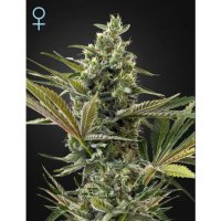 Green House Seeds Super Lemon Haze Auto CBD - feminised