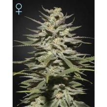 Green House Seeds Super Lemon Haze CBD - feminised