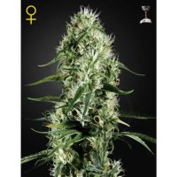 Green House Seeds Super Silver Haze - feminised